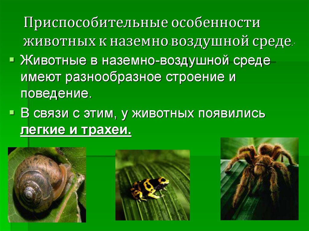 Имеют особенности животных и растений. Приспособительное поведение животных. Приспособительное поведение примеры животных. Приспособительные особенности поведения. Приспособительное поведение это в биологии.