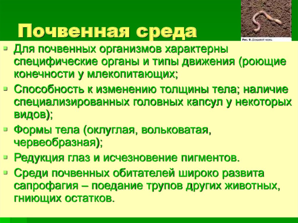 Для почвенных животных характерно. Организмы почвенной среды. Приспособление организмов к почвенной среде. Почвенная среда. Для почвенной среды характерно.