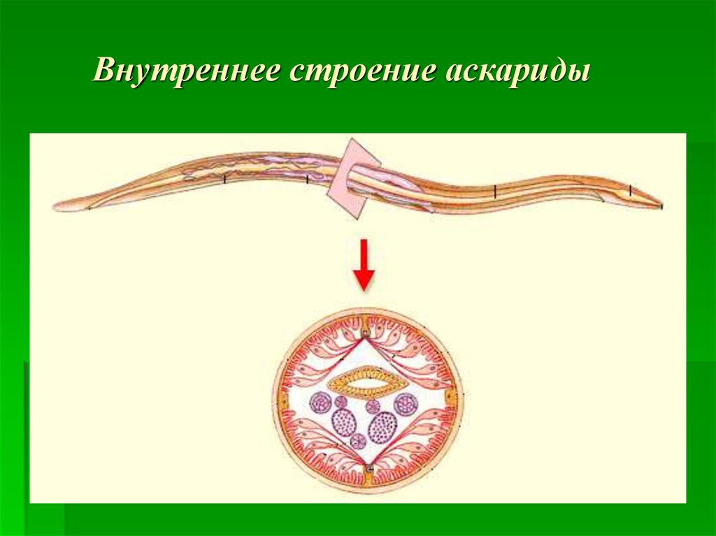 Кожно мускульный круглые черви. Строение круглого червя аскариды. Внутреннее строение самки аскариды. Внутреннее строение аскариды человеческой. Внешнее и внутреннее строение аскариды человеческой.