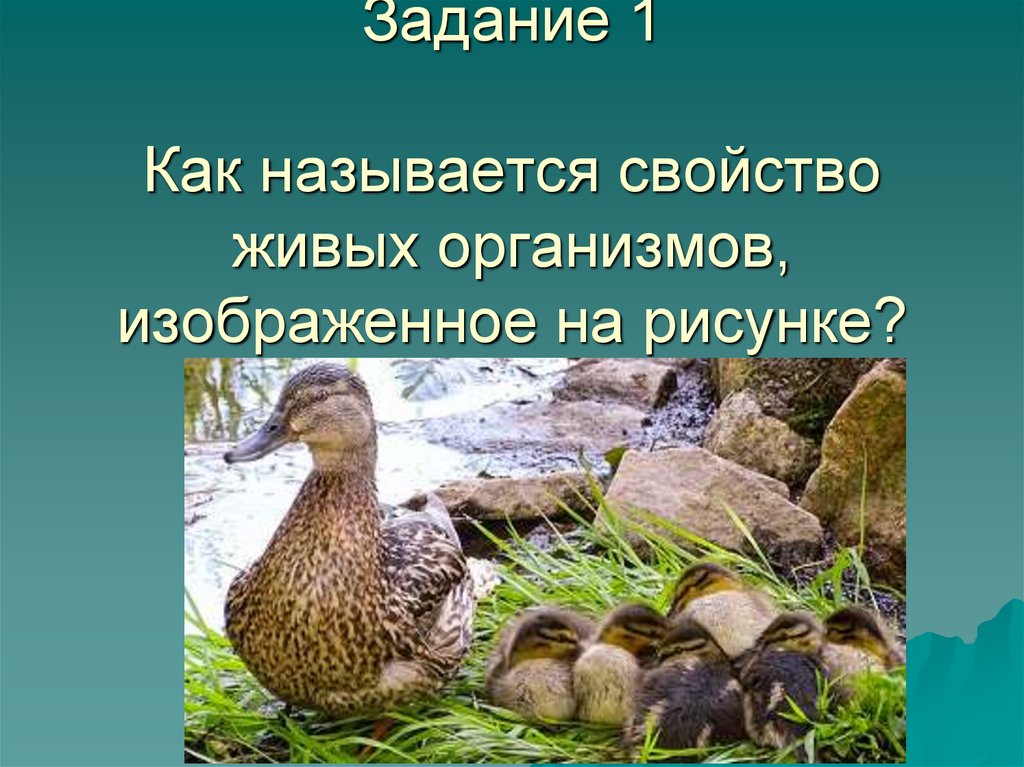 Как называется свойство живых организмов изображенное на рисунке утка с утятами