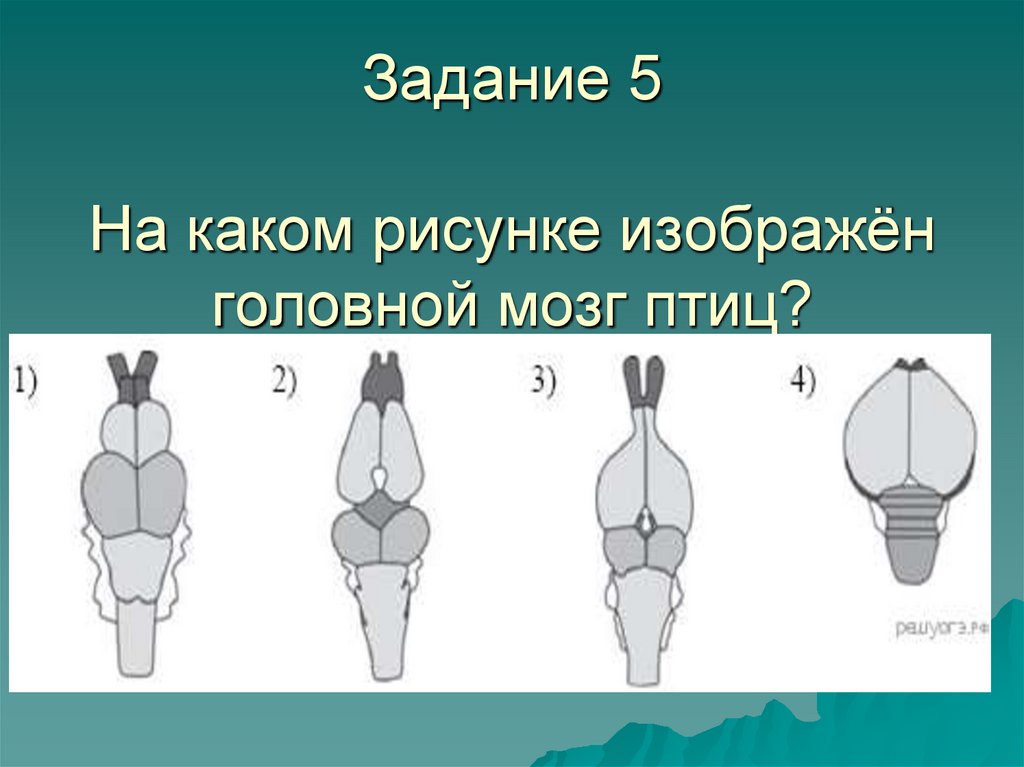 На каком рисунке изображен головной мозг птицы объясните почему вы так считаете