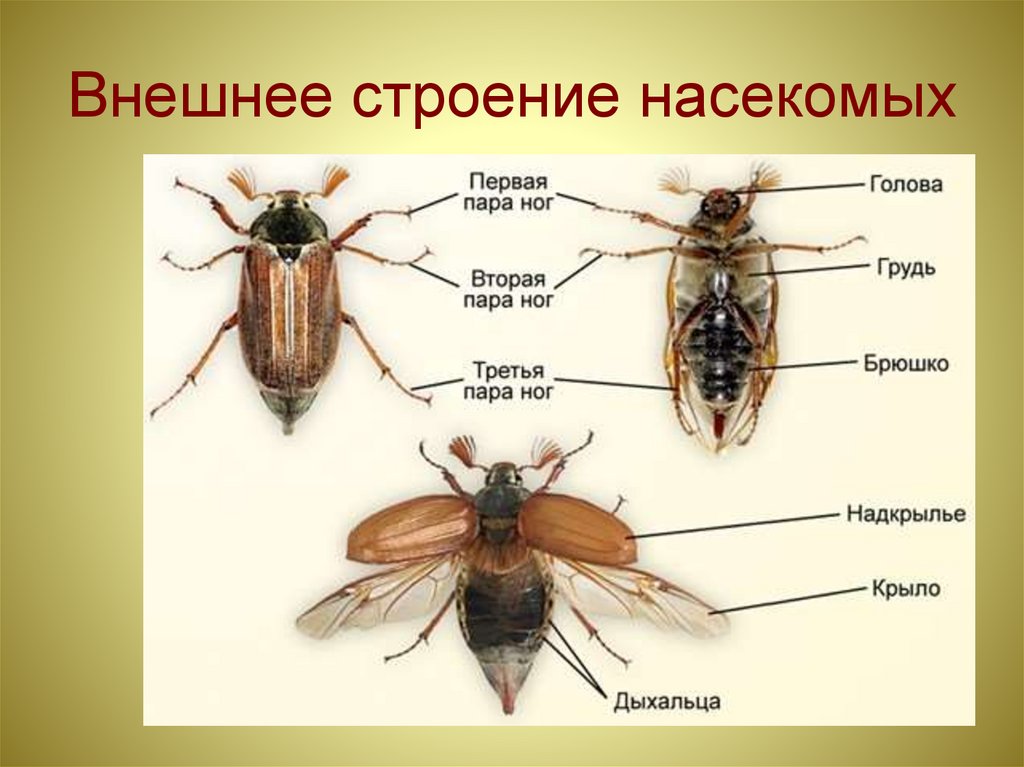 Охарактеризуйте особенности внешнего строения насекомых используя рисунки в тексте параграфа