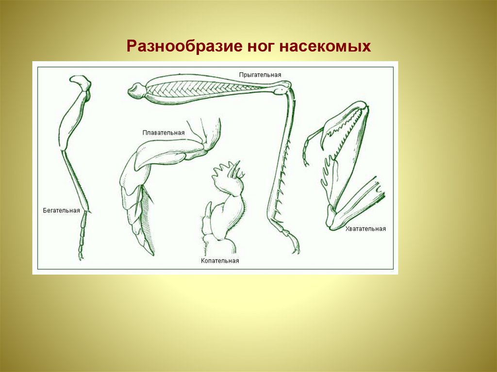 В каких средах по вашему мнению обитают насекомые ножки которых изображены на рисунке