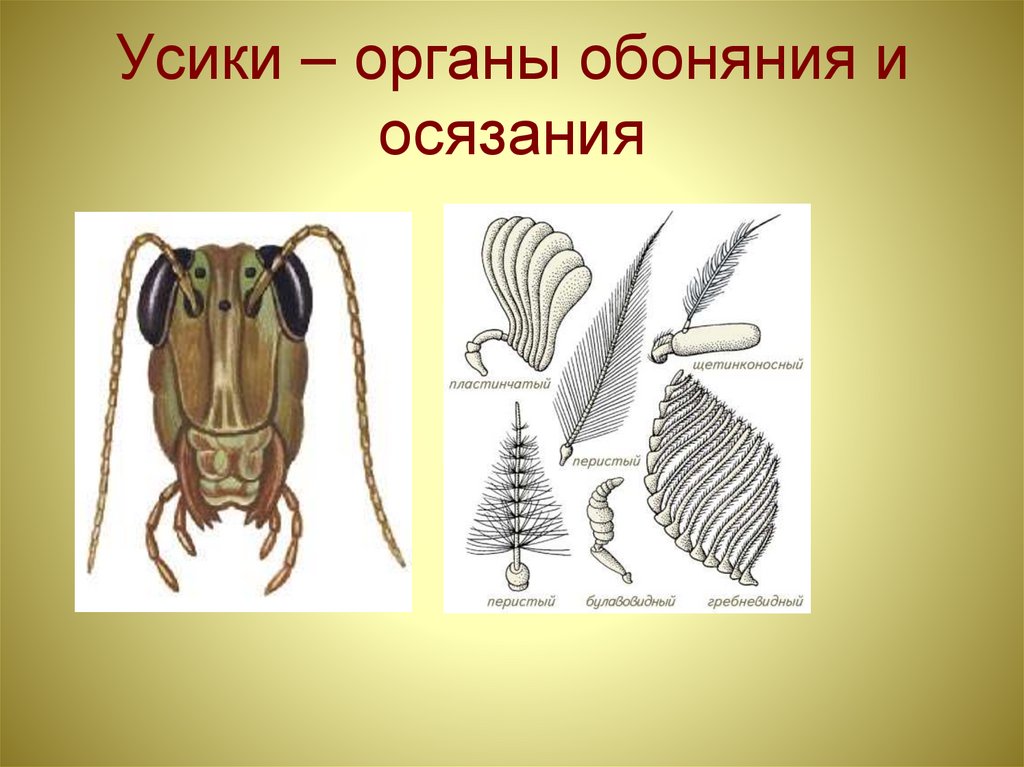 Какая из нижеприведенных характеристик относится к животному изображенному на рисунке майский жук