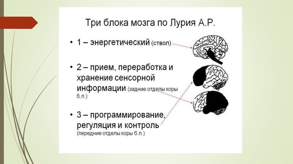 Блоки мозга по лурия с картинками