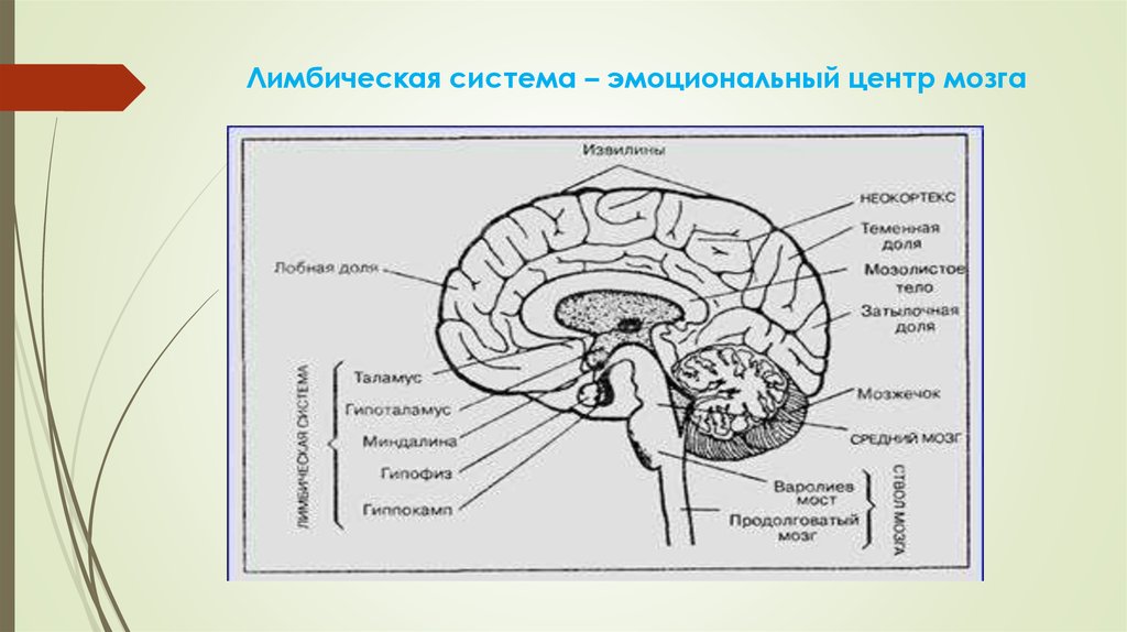 Схема лимбической системы