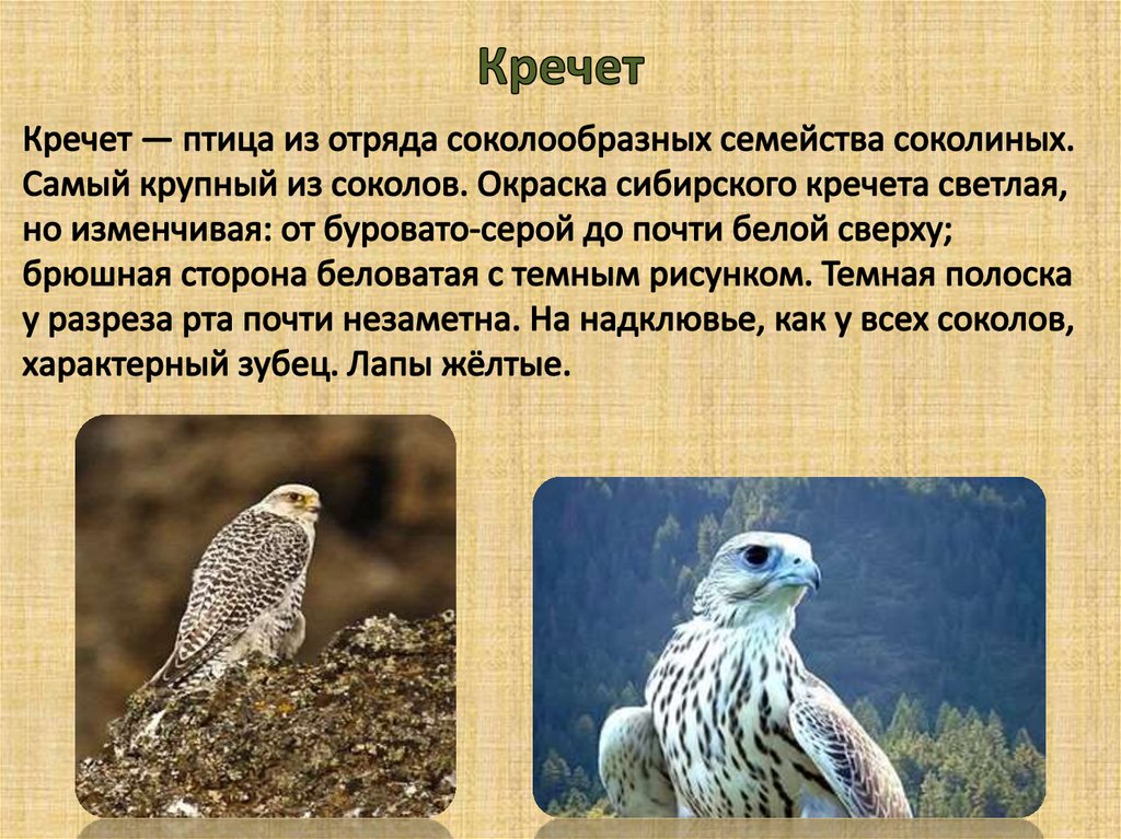 Кречет