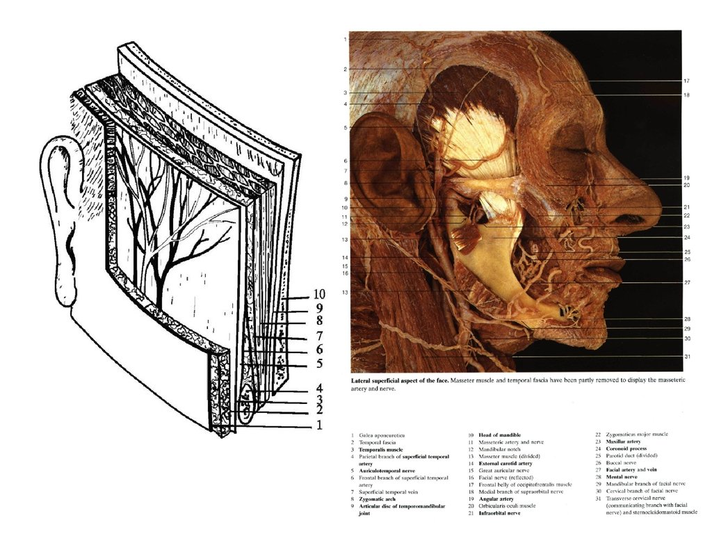 Ткани лба. Топографическая анатомия головы. Топография головы анатомия. Анатомия мягких тканей головы.