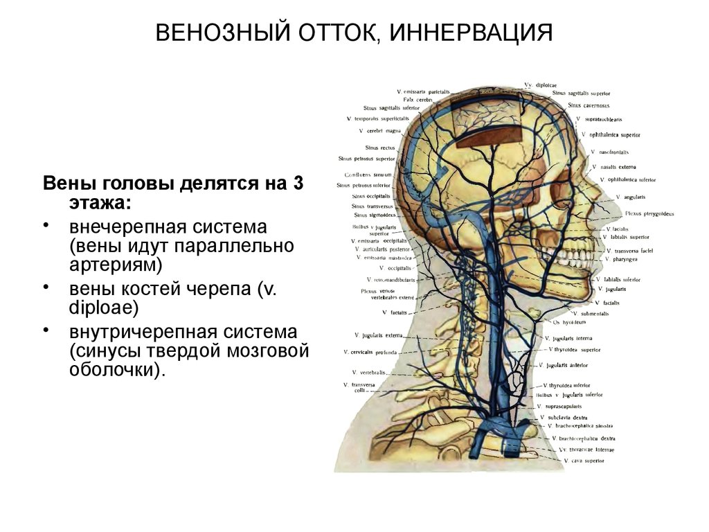 Отток крови от головного мозга. Синусы черепа топографическая анатомия. Кровоснабжение мозгового отдела головы топографическая. Диплоические вены отток. Иннервация головы топографическая анатомия.