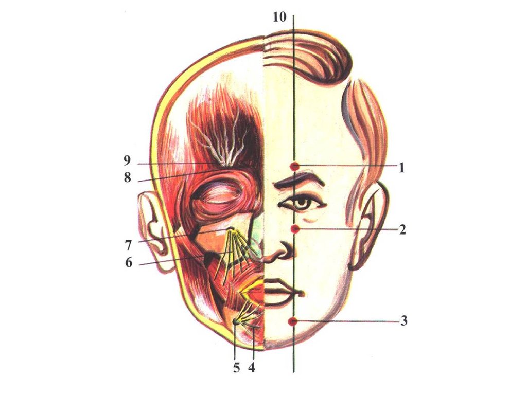 Отдел затылок. Топография мозгового отдела головы топографическая анатомия. Топографо анатомические образования головы. Границы лица анатомия. Анатомические области лица человека.