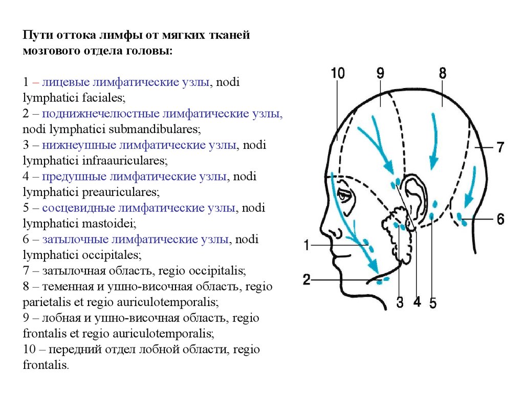 Отдел затылок. Лимфатические узлы лобно теменно затылочной области. Топографическая  анатомия  мозгового  отдела головы -1. Пути оттока лимфы от лицевого отдела головы. Схема лимфосистемы головы.