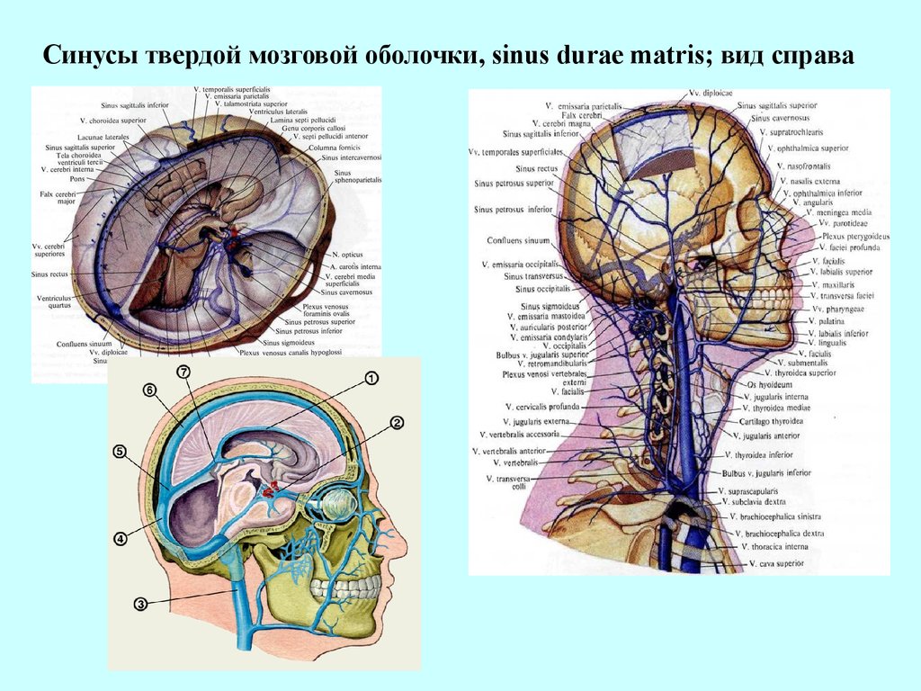 Синусы оболочки головного мозга. Синусы твердой оболочки головного мозга анатомия. Венозные синусы твердой мозговой оболочки. Синусы твердой мозговой оболочки свода черепа. Топография синусов твердой мозговой оболочки.
