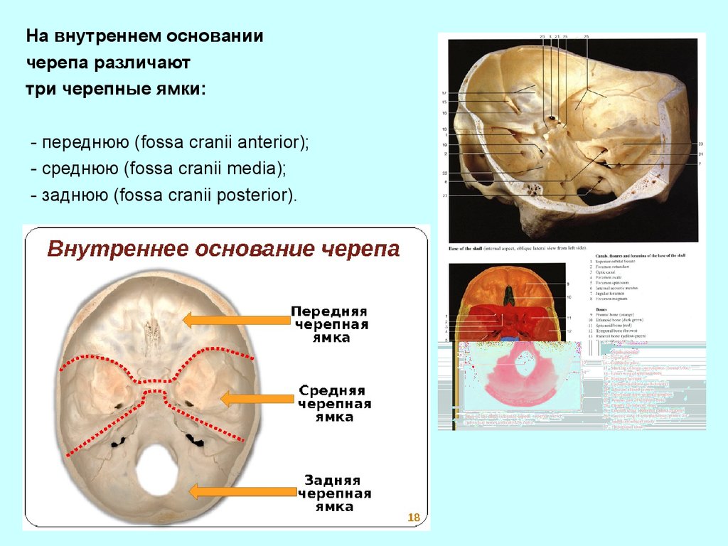 Основание черепа отделы. Мозговой отдел головы топографическая анатомия. Внутреннее основание черепа топографическая. Основание черепа Черепные ямки. Внутреннее основание черепа передняя черепная ямка.