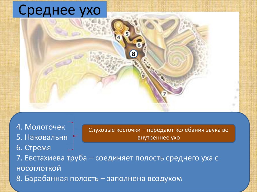 Среднее ухо