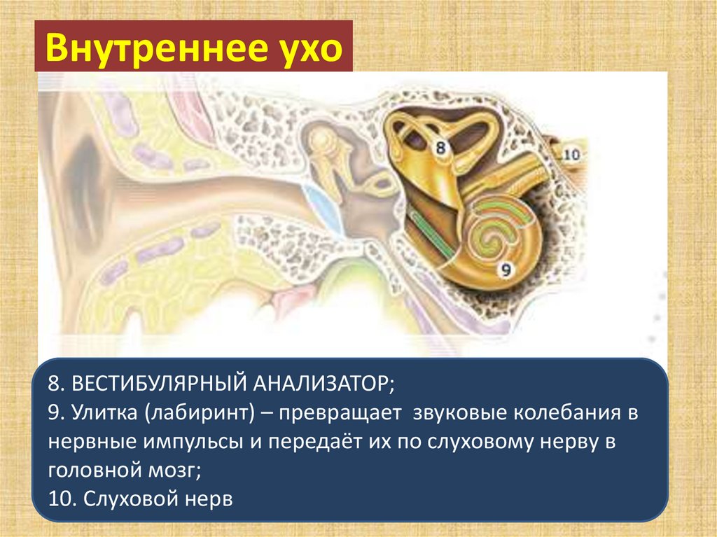 Внутреннее ухо