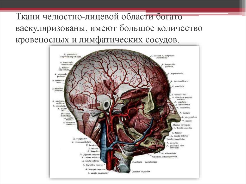 Развитие лицевой области. Топографическая анатомия головы. Топография мозгового отдела головы. Топографическая анатомия мозгового отдела. Границы головы топографическая анатомия.