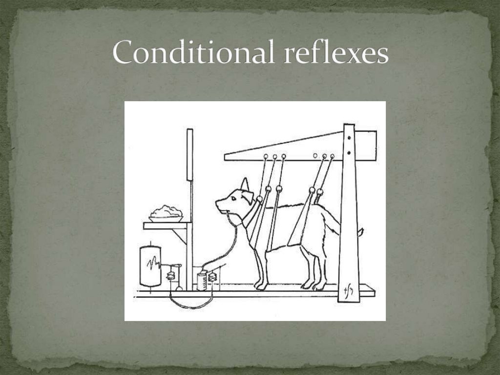 Conditional reflexes