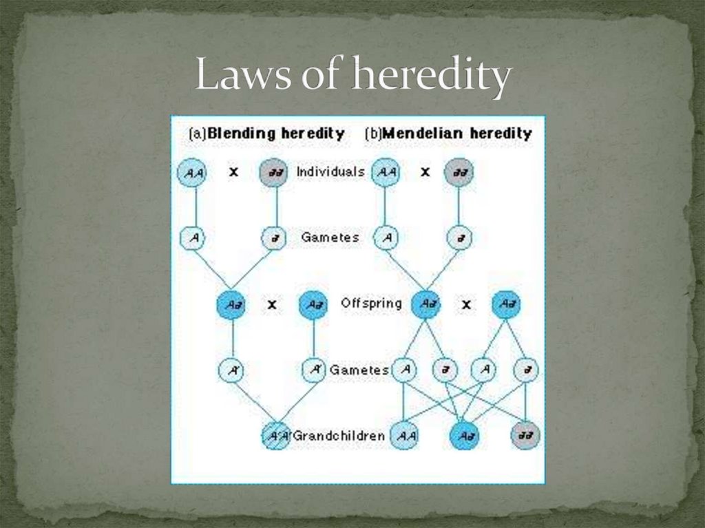 Laws of heredity