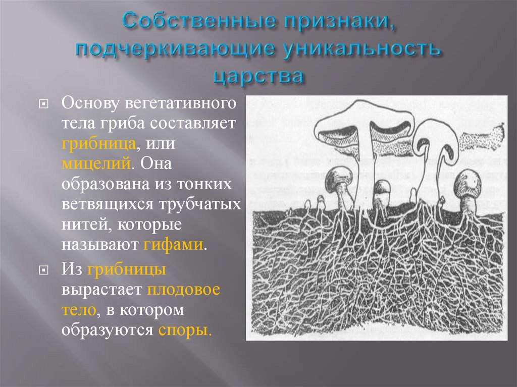Дайте характеристику царства грибы. Общая характеристика царства грибов. Основа вегетативного тела гриба. Собственные признаки грибов. Питание грибов.