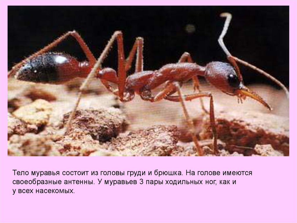 Презентация муравьи 7 класс биология