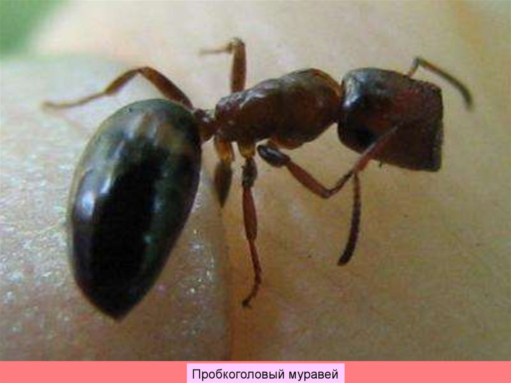 Муравьи Camponotus truncatus матка