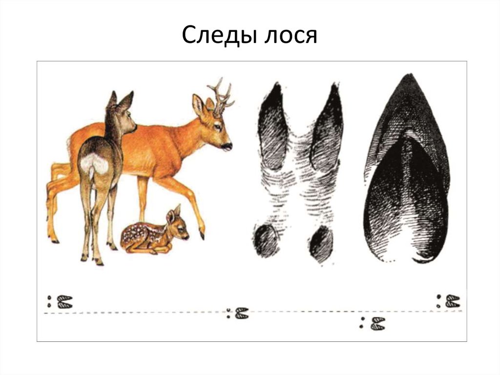 След лося завел меня в дремучий осинник