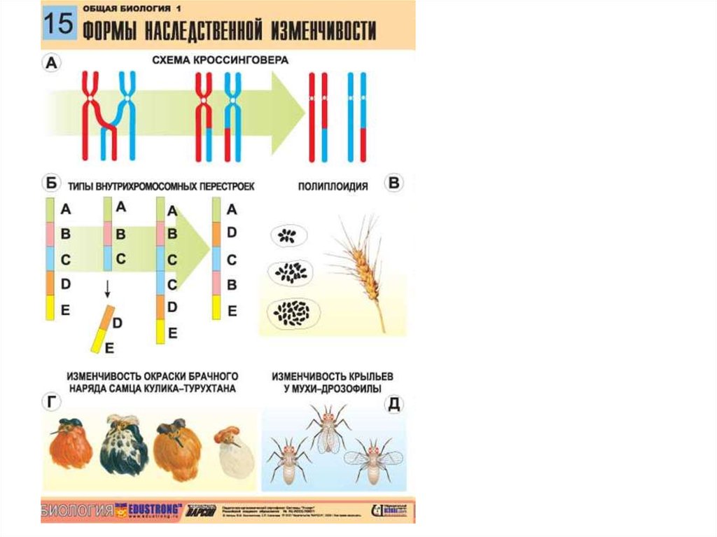 Организм содержащий одинаковые аллельные гены