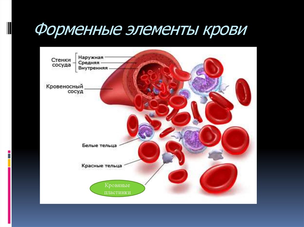 Элементы белой крови. Форменные элементы крови. Ферментные элементы крови. Форменныеиэлеиенты крови. Фирменныеэлементыкрови.