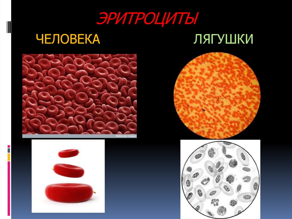 Укажите какой цифрой на рисунке обозначены эритроциты лягушки а какой эритроциты человека