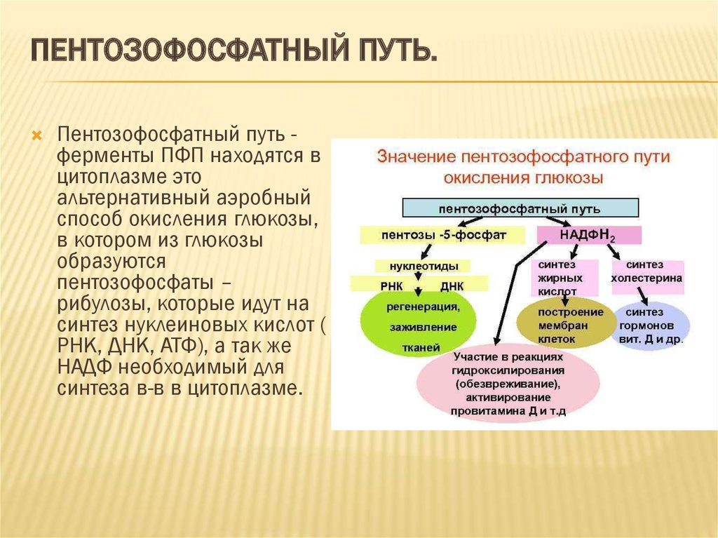 Какой гормон регулирует обмен углеводов в организме