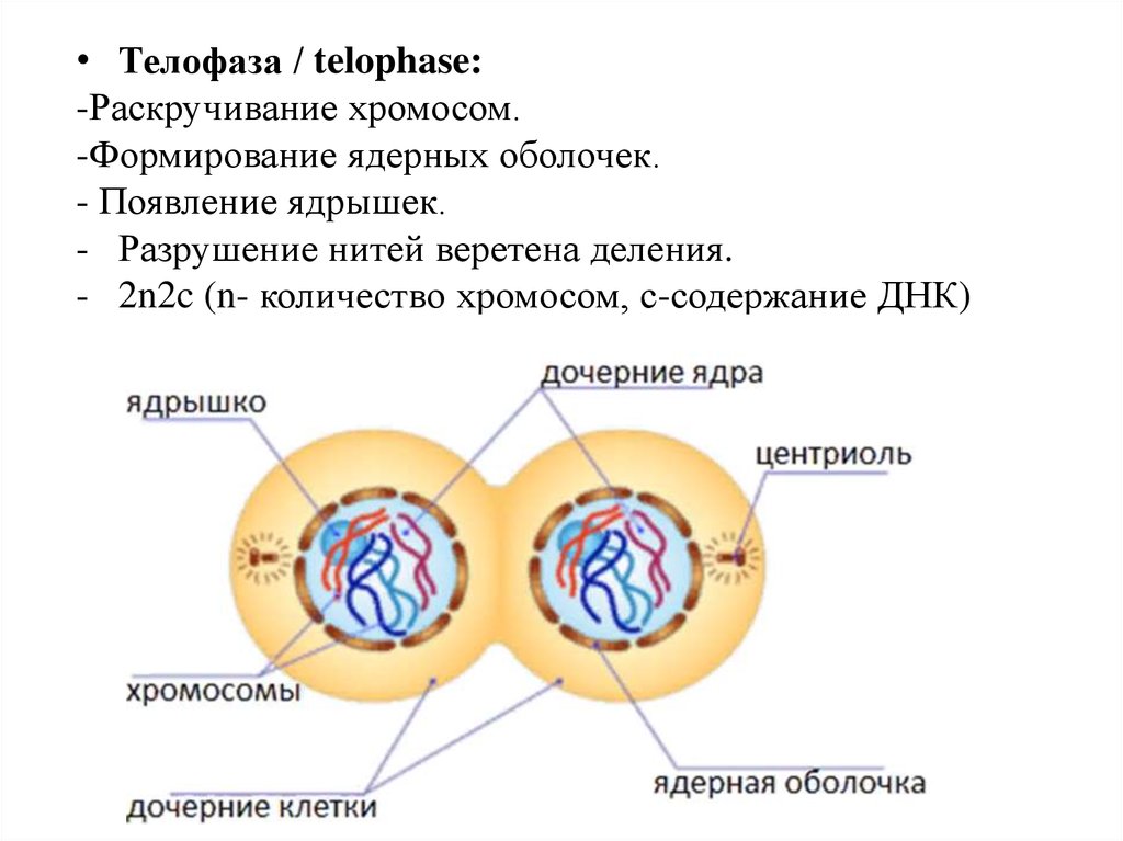 Сколько хромосом в телофазе мейоза 1. Телофаза 1. Телофаза n2c. Телофаза клетки. Телофаза 1 процессы.