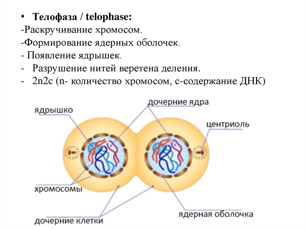 Телофаза днк. Телофаза 2 2n2c. Телофаза митоза процессы. Телофаза процессы происходящие в клетке. Формирование веретена деления митоз.