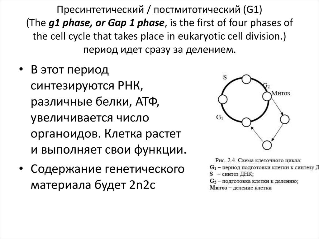 Пресинтетический период митоза рисунок