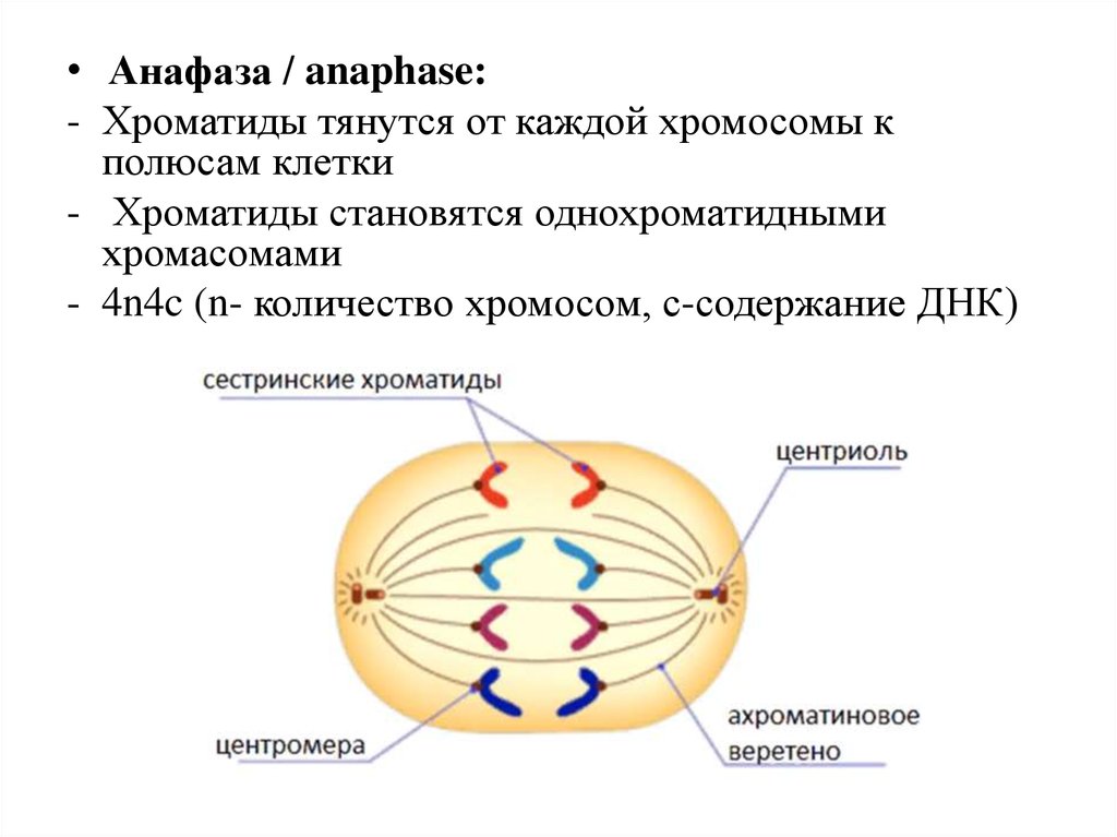 Расхождение центриолей к полюсам клетки фаза. Хроматиды в митозе. Анафаза клетки. Хроматиды раскручиваются у полюсов клетки. Анафаза митоза.