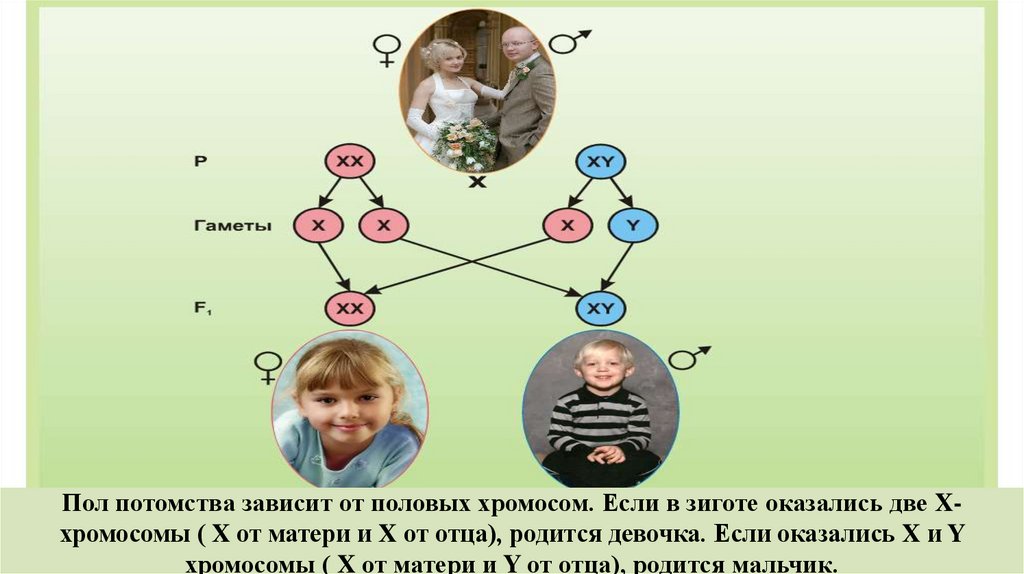 Какое количество хромосом в зиготе человека. Пол ребенка от хромосом. Пол ребенка зависит от отца. X И Y хромосомы при зачатии. Х И Y хромосомы пол ребенка.