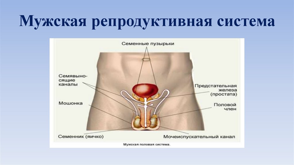 Анатомия и физиология мужской репродуктивной системы презентация