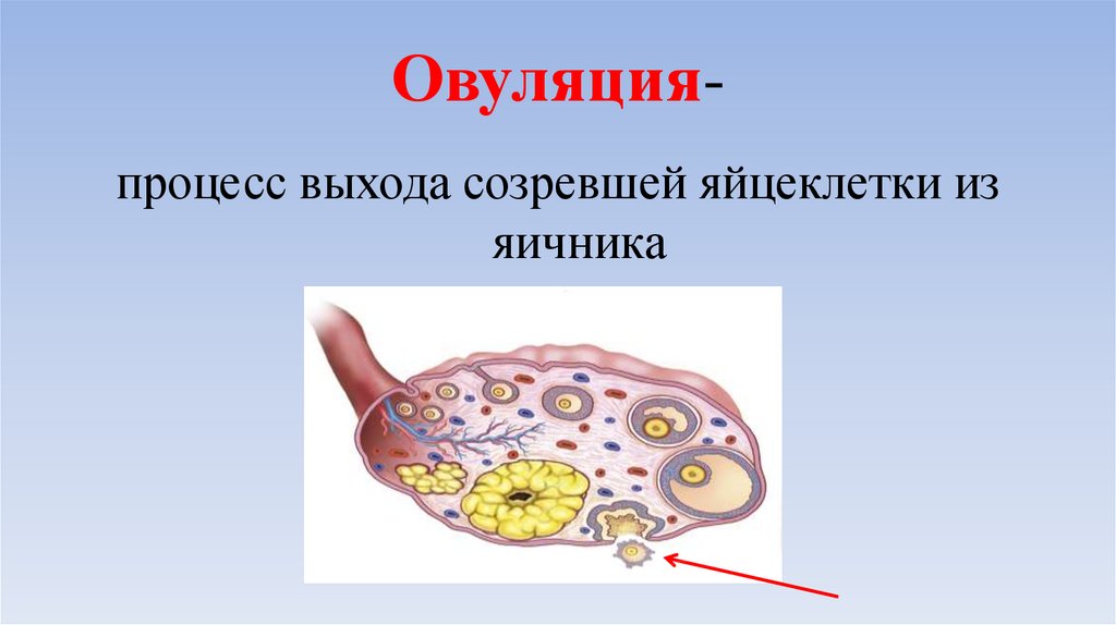 Биология 8 класс картинки оплодотворение