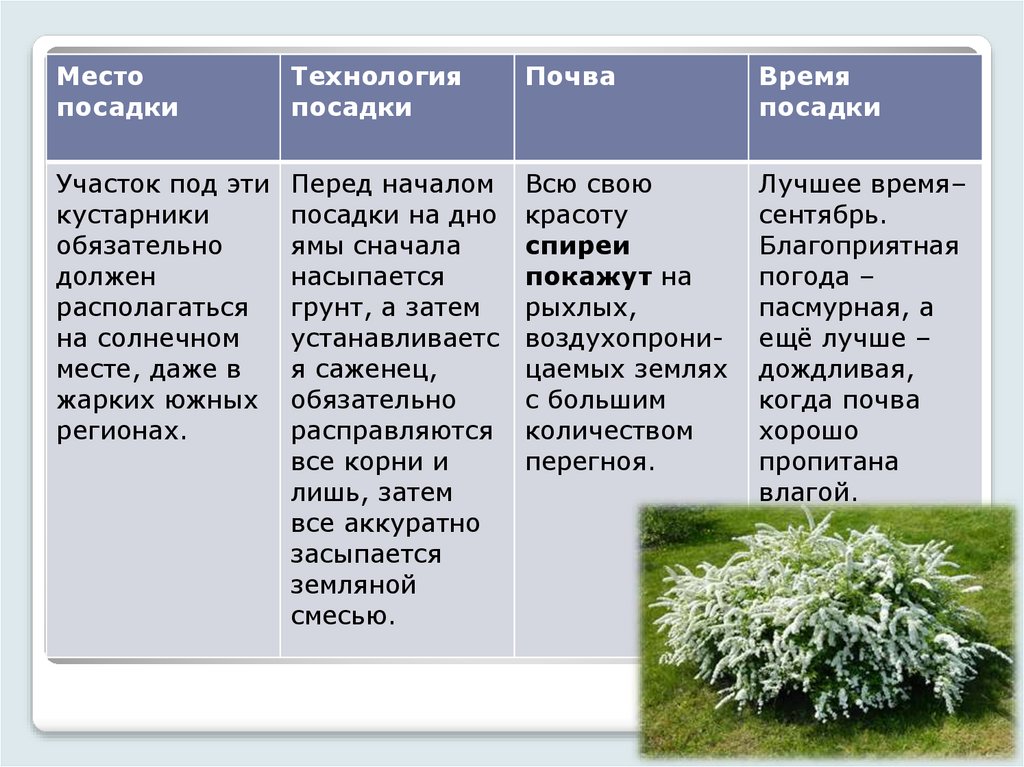 Спирея в живой изгороди схема посадки