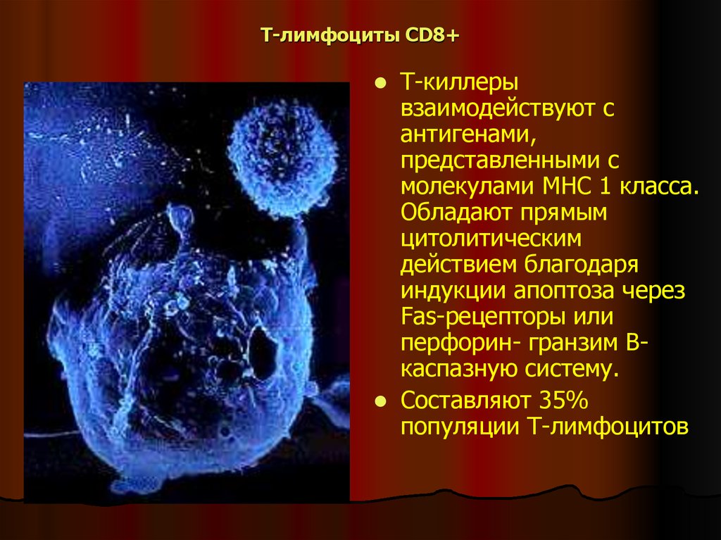 Т-лимфоциты CD8+