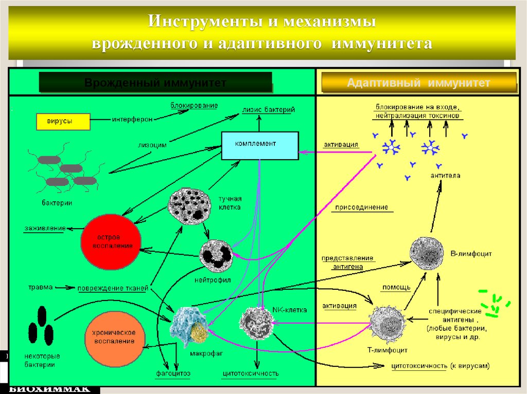 Инструменты и механизмы врожденного и адаптивного иммунитета