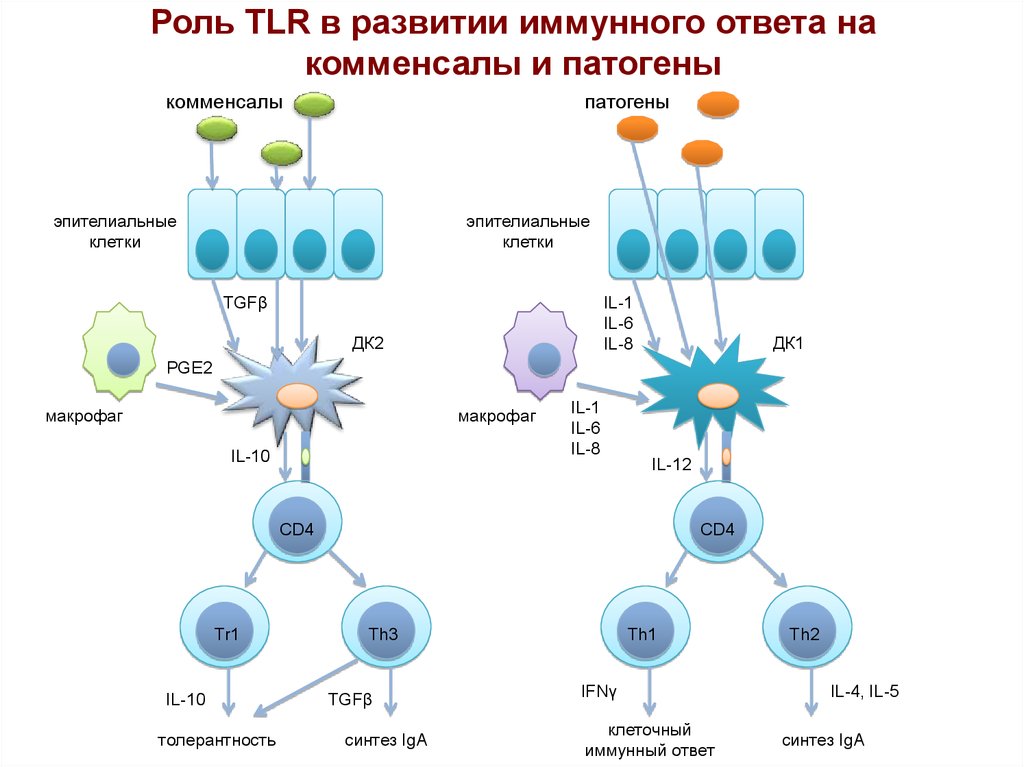 Роль TLR в развитии иммунного ответа на комменсалы и патогены