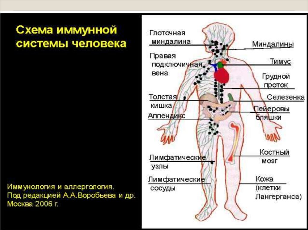 К периферическим иммунным органам относятся. Физиология иммунной системы. Иммунная система человека схема. Схему лимфатической системы и органов иммунной системы. Органы иммунной системы человека миндалины.