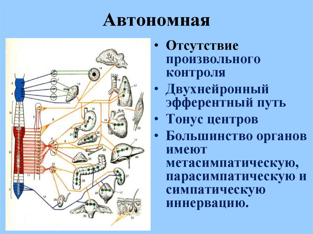 Биология 8 класс автономный отдел нервной системы