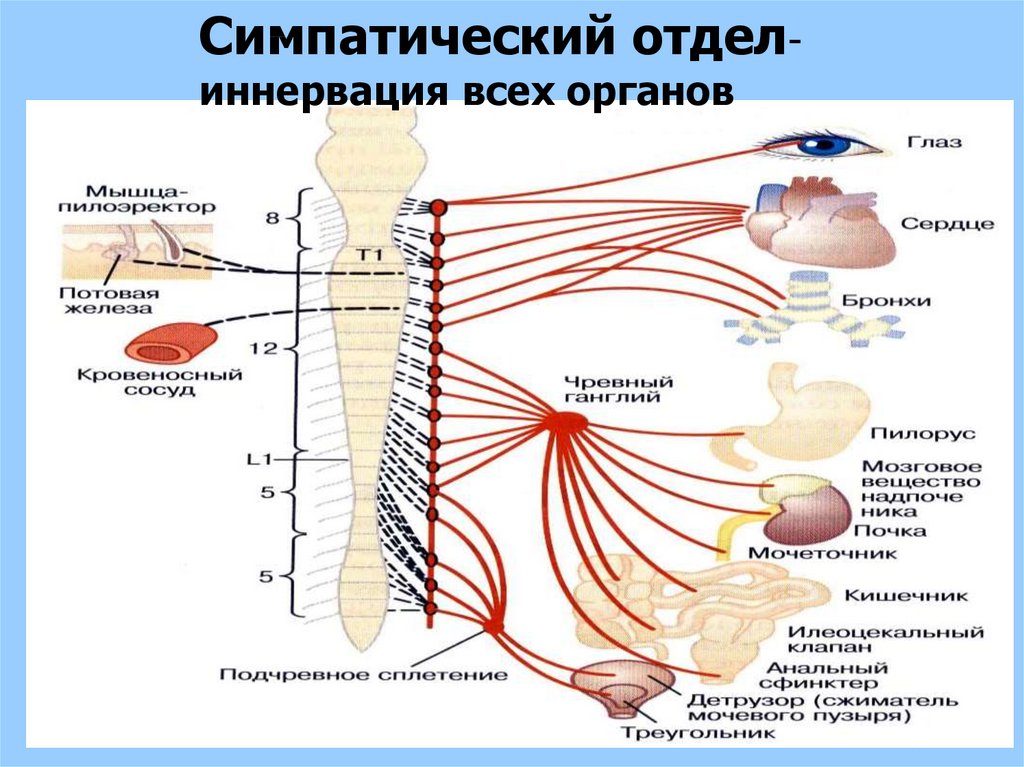 Функциональная анатомия вегетативной нервной системы презентация