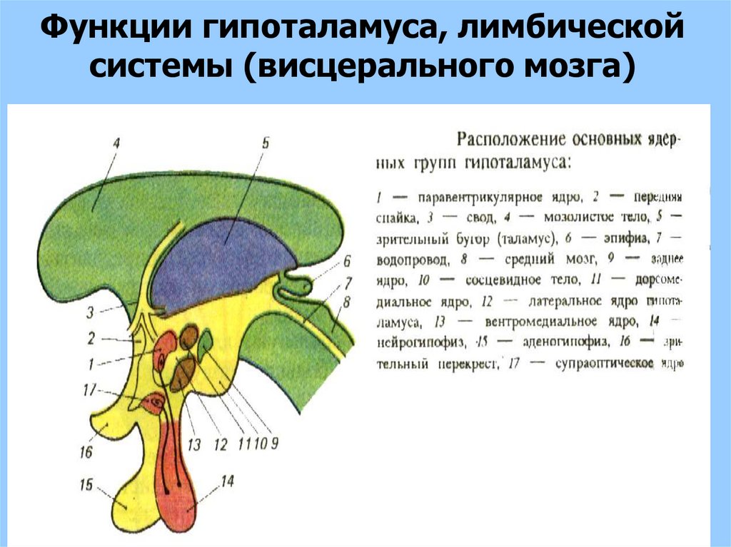 Гипоталамус функции. Отделы гипоталамуса. Гипоталамус строение и функции. Расположение ядер в гипоталамусе.