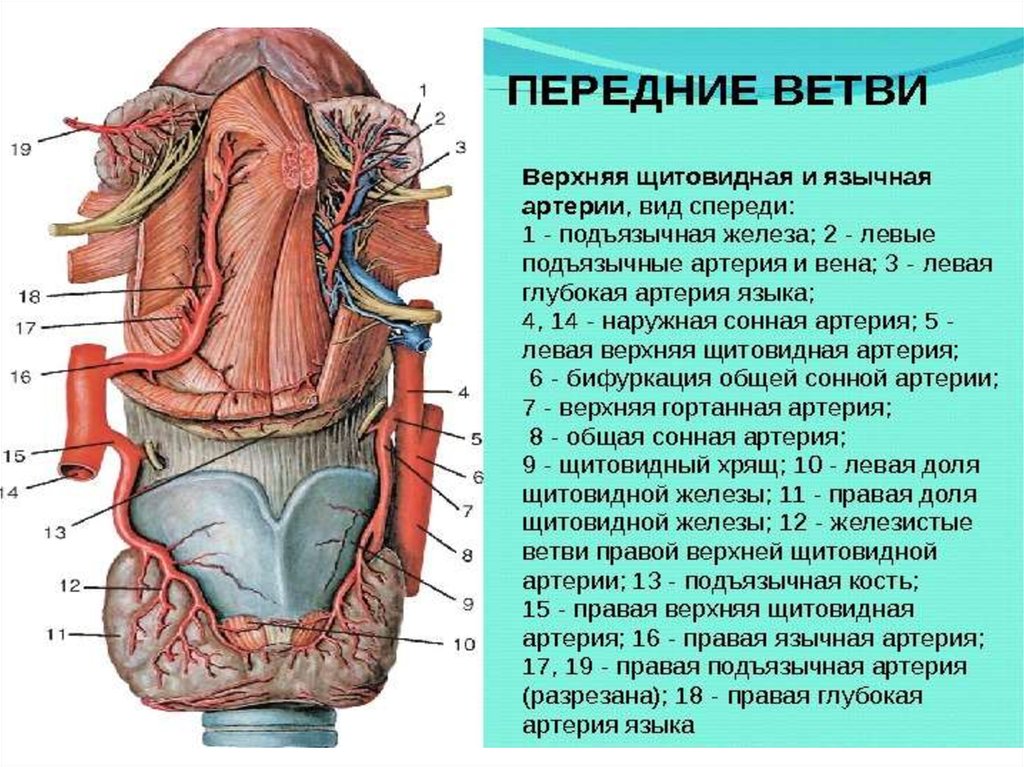 Артерии щитовидной железы. Ветви верхней щитовидной артерии. Верхняя щитовидная артерия топография. Дорсальные ветви язычной артерии. A. thyroidea Superior верхняя щитовидная артерия.