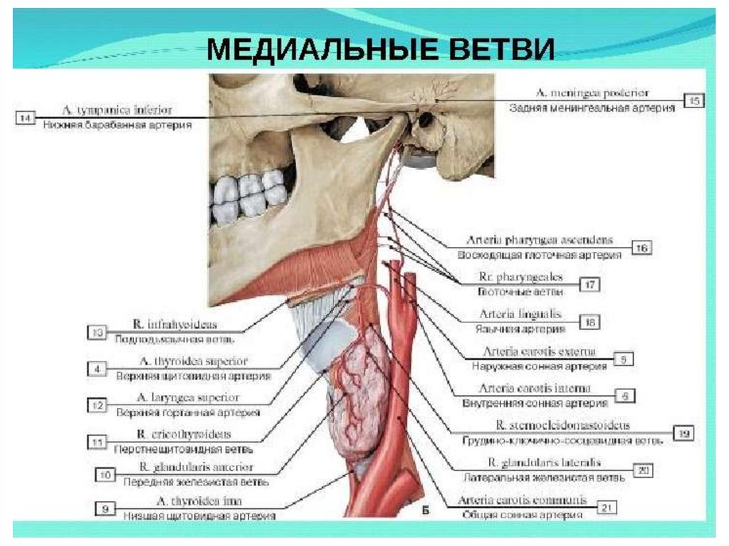 Сонные ветви. Медиальная группа наружной сонной артерии. Передняя группа наружной сонной артерии. Передние ветви наружной сонной артерии. Задняя группа ветвей наружной сонной артерии.