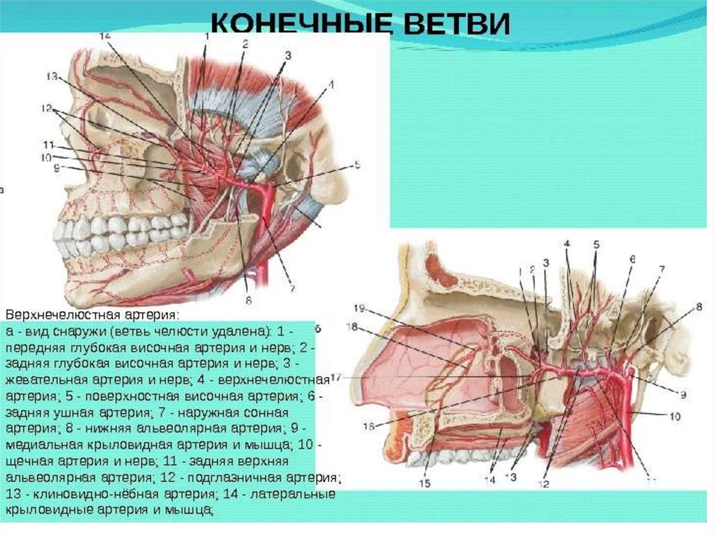 Arteria maxillaris схема