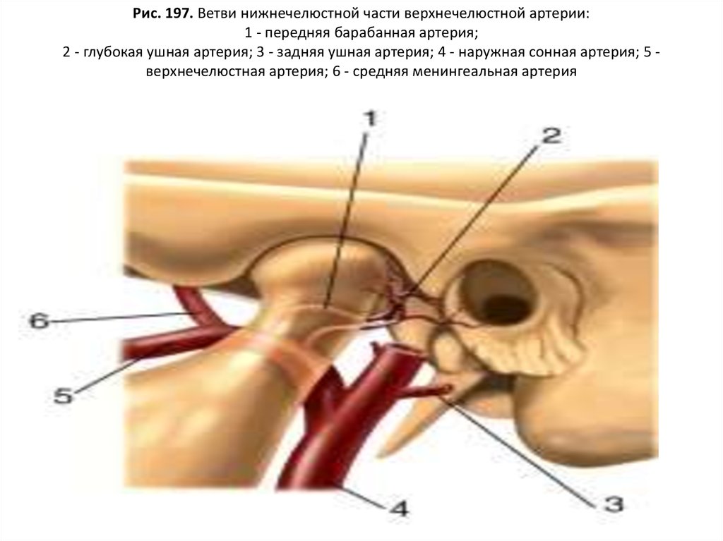 Верхнечелюстная артерия презентация