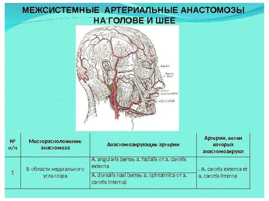 Артерии головы и шеи. Межсистемные анастомозы артерий головы и шеи. Наружная Сонная артерия анатомия таблица. Анастомозы наружной сонной артерии. Наружная Сонная артерия анатомия анастомоз.